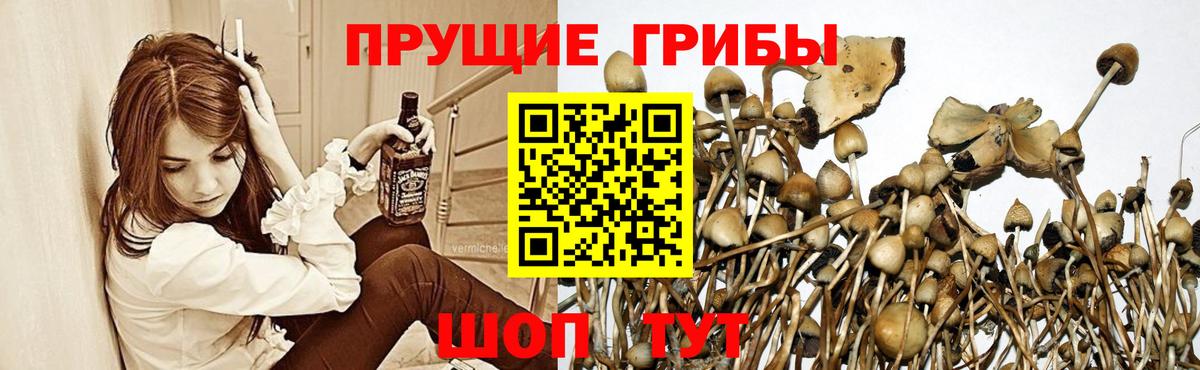 Галлюциногенные грибы ЛСД  Вход с VPN  где купить наркоту  Мытищи 